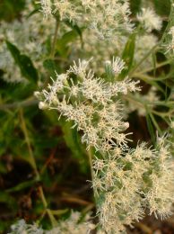 Eupatorium serotinum